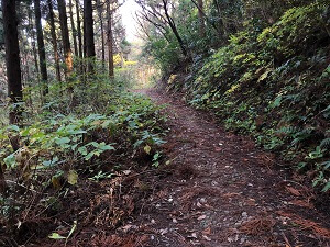 宝篋山山口コース1の下山山道