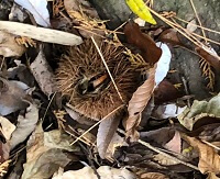 山口コース２の栗