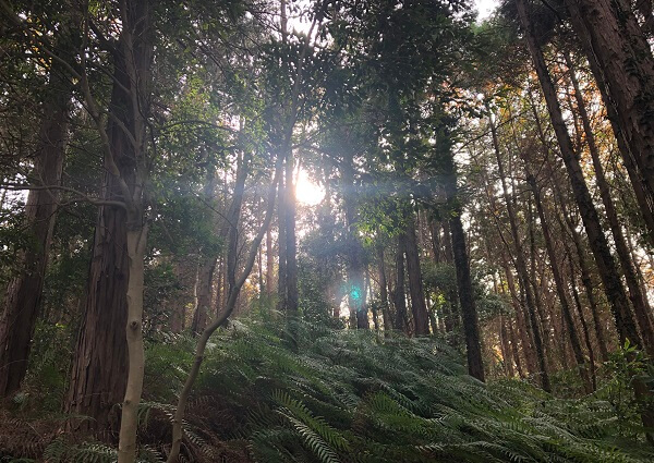 山口コース２の神秘的な木漏れ日